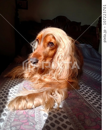 dog, beauty, cute, animal, nature, four-legged friend, cocker spaniel 107223701