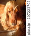 dog, beauty, cute, animal, nature, four-legged friend, cocker spaniel 107223702