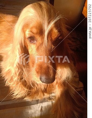 dog, beauty, cute, animal, nature, four-legged friend, cocker spaniel 107223702