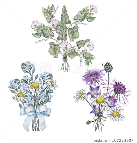 Set of three summer bouquets of wild flowers. Mullein, bindweed, bluebell flower, forget me not, chamomile, korostavnik, cornflower. Watercolor illustrations Set of three summer bouquets of wild flowers. Mullein, bindweed, bluebell flower, forget me not, chamomile, korostavnik, cornflower. Watercolor illustrations 107223907