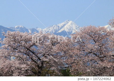 薄川沿いの桜並木の向こうにそびえる常念岳 107224062