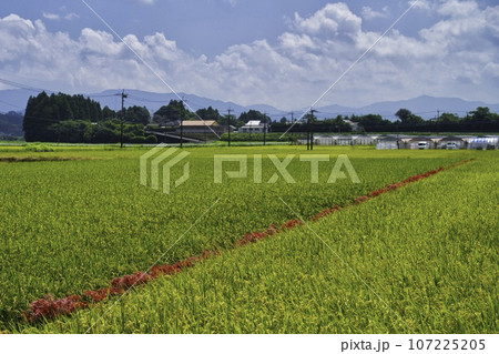稲と彼岸花 107225205