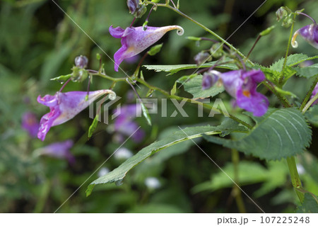 秋の花、ツリフネソウは赤紫色の飛ぶ船のよう　福島県只見町 107225248