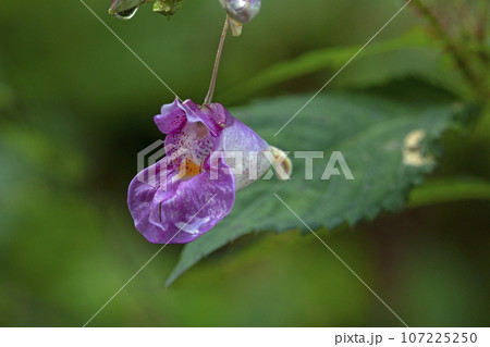 秋の花、ツリフネソウは赤紫色の飛ぶ船のよう　福島県只見町 107225250