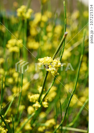 5009　マオウ 107225334