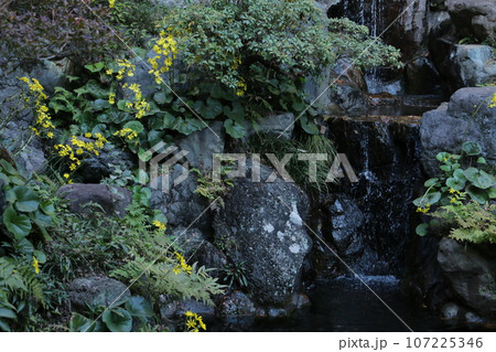 初冬に鮮やかな黄色い花をつけるツワブキ 107225346