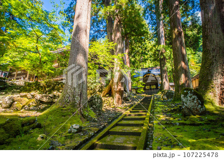 福井 夏の美しい緑の苔と大樹に囲まれた永平寺の唐門 107225478