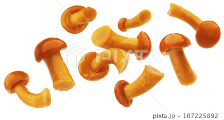 Pickled honey mushrooms isolated on white background with clipping path 107225892