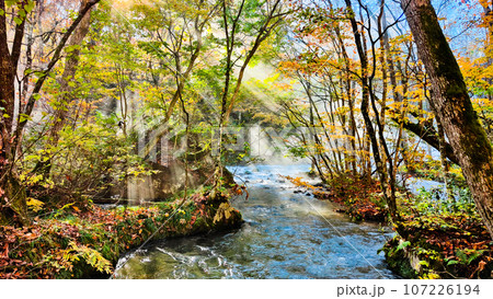 奥入瀬渓流（秋） 107226194