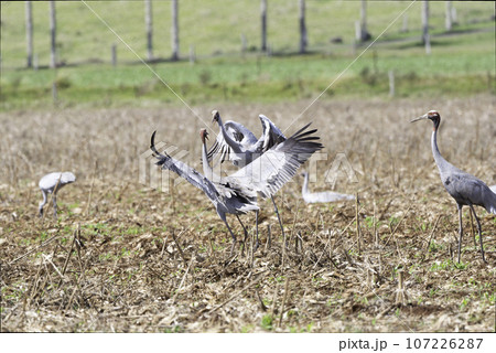 オーストラリアヅルとオオヅルの喧嘩 107226287