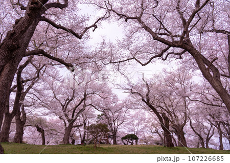 山形県南陽市の置賜さくら回廊の烏帽子山千本桜 107226685