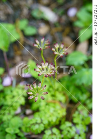 5028　コセリバオウレン 107227251