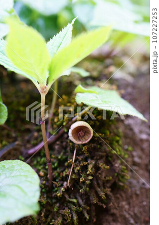 5026　フタバアオイ 107227253