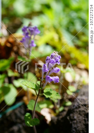 5025　コバノタツナミ 107227254