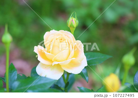 バラの花 キャラメルアンティーク バラの花 キャラメルアンティーク 107227495