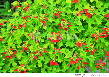 ショウジョウソウの花(秋、九月) ショウジョウソウの花(秋、九月) 107227665