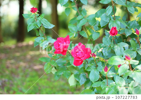 バラの花　宴 107227783