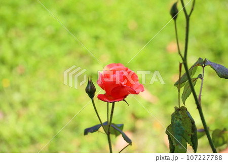 バラの花 プリンセスミチコ バラの花 プリンセスミチコ 107227788