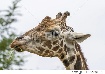 動物園の風景　アミメキリンの顔　宮城県仙台市 107228082