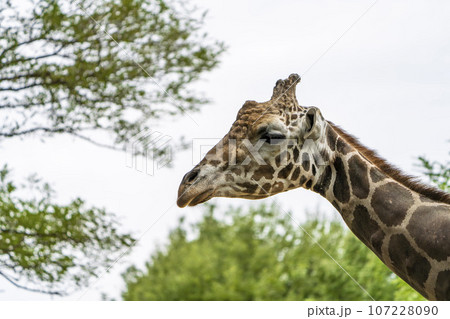 動物園の風景　アミメキリンの顔　宮城県仙台市 107228090