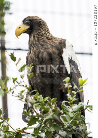 動物園の風景　オオワシ　宮城県仙台市 107228197