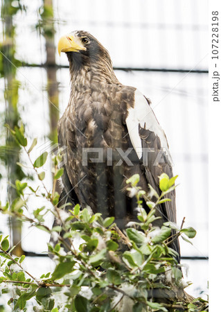 動物園の風景　オオワシ　宮城県仙台市 107228198