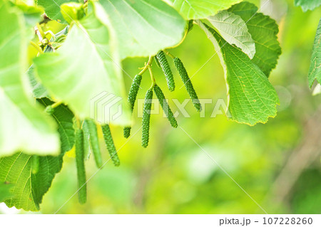 緑色のハンノキの雄花の蕾(秋、九月) 緑色のハンノキの雄花の蕾(秋、九月) 107228260