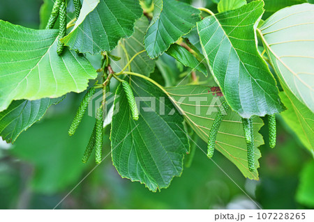 緑色のハンノキの雄花の蕾（秋、九月） 107228265