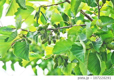 緑色のハンノキの実（秋、九月） 107228291