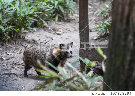 動物園の風景 タヌキ 宮城県仙台市 動物園の風景 タヌキ 宮城県仙台市 107228294