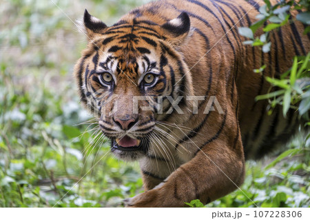 動物園の風景　スマトラトラ　仙台市太白区 107228306