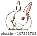 丸まっている白色のうさぎ 107228708