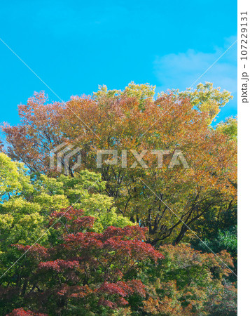 有栖川公園の色とりどりの紅葉　  自然風景 107229131