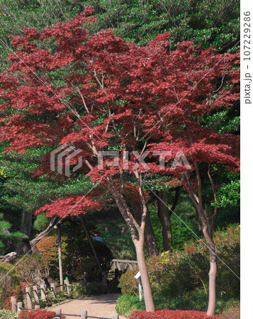有栖川公園の紅葉 自然風景 有栖川公園の紅葉 自然風景 107229286