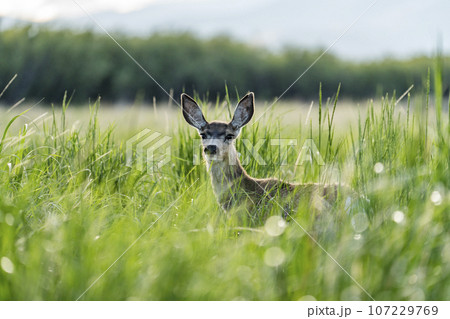 Portrait of doe looking at camera in meadow 107229769