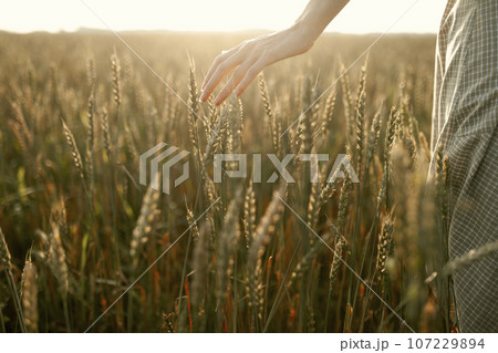 Close-up of woman touching cereal plants in field at sunset 107229894