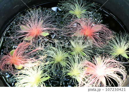 鶴見緑地公園　咲くやこの花館　サガリバナ 107230421