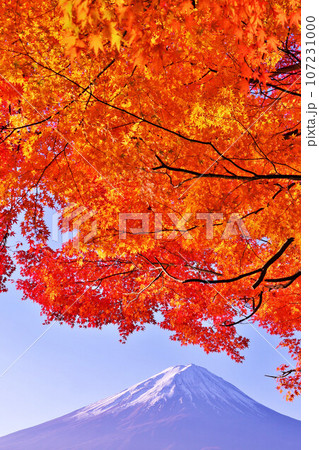 秋の紅葉と富士山 107231000