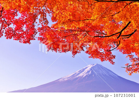 秋の紅葉と富士山 秋の紅葉と富士山 107231001