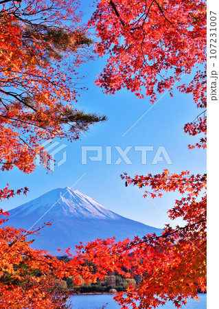 秋の紅葉と富士山 秋の紅葉と富士山 107231007