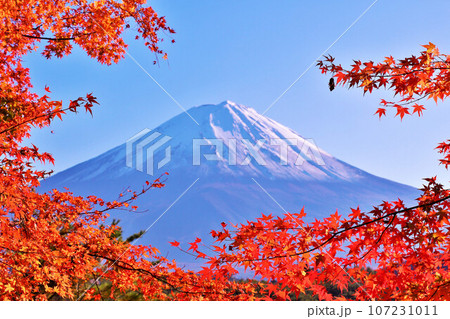 秋の紅葉と富士山 107231011