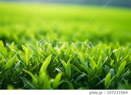 茶畑の風景　新茶　茶葉 107231064