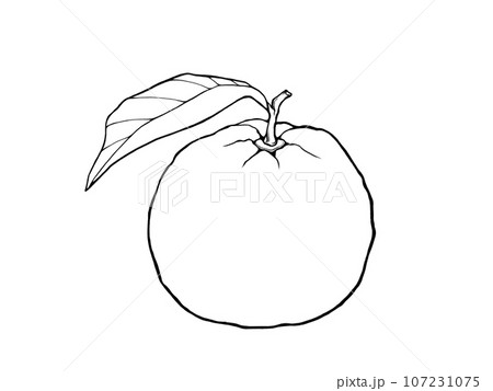 葉付き柚子のシンプルな線画イラスト 葉付き柚子のシンプルな線画イラスト 107231075