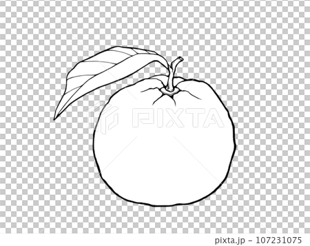 帶葉子的柚子的簡單線條畫插圖 107231075