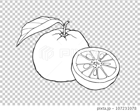 Simple line drawing illustration of yuzu (whole and cut in half) 107231078