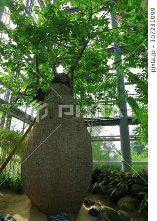 鶴見緑地公園 咲くやこの花館 パラボラッチョ 鶴見緑地公園 咲くやこの花館 パラボラッチョ 107231099