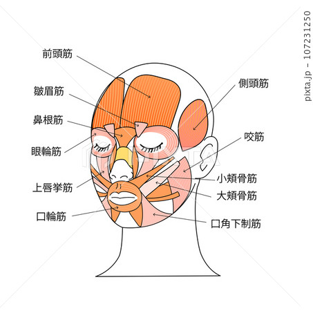 顔の筋肉のイラストと各筋肉の名称 顔の筋肉のイラストと各筋肉の名称 107231250