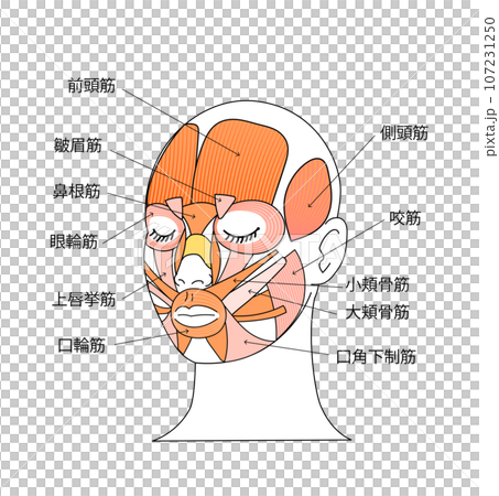 顔の筋肉のイラストと各筋肉の名称 顔の筋肉のイラストと各筋肉の名称 107231250