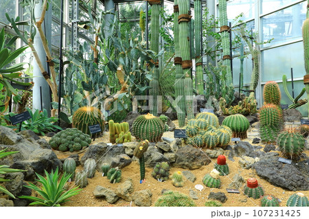 鶴見緑地公園 咲くやこの花館 サボテン 鶴見緑地公園 咲くやこの花館 サボテン 107231425