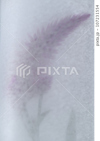 和紙とケイトウ（鶏頭）の背景素材／ボカシ型 107231554